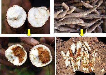 cassava roots